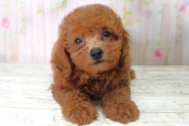 北海道のトイプードル(トイ) (Coo&RIKU北見店/2025年5月6日生まれ/女の子/レッド)の子犬の1枚目の画像