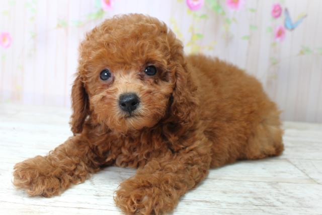 北海道のトイプードル(トイ) (Coo&RIKU北見店/2025年5月6日生まれ/女の子/レッド)の子犬の2枚目の画像
