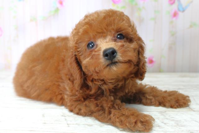 北海道のトイプードル(トイ) (Coo&RIKU北見店/2025年5月6日生まれ/女の子/レッド)の子犬の3枚目の画像