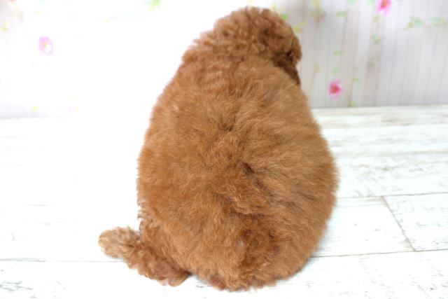 北海道のトイプードル(トイ) (Coo&RIKU北見店/2025年5月6日生まれ/女の子/レッド)の子犬の4枚目の画像