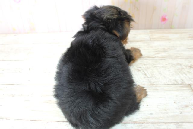 北海道のヨークシャーテリア (Coo&RIKU室蘭店/2025年5月10日生まれ/女の子/スチールブルータン)の子犬の4枚目の画像