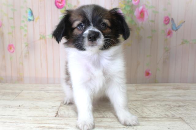 北海道のパピヨン (Coo&RIKU旭川店/2025年5月11日生まれ/男の子/トライカラー)の子犬の1枚目の画像