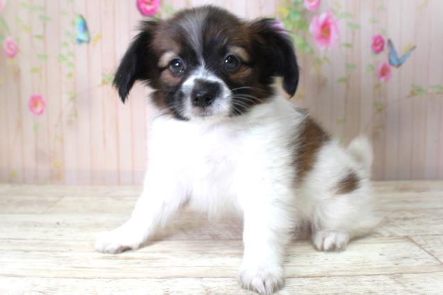 北海道のパピヨン (Coo&RIKU旭川店/2025年5月11日生まれ/男の子/トライカラー)の子犬の2枚目の画像