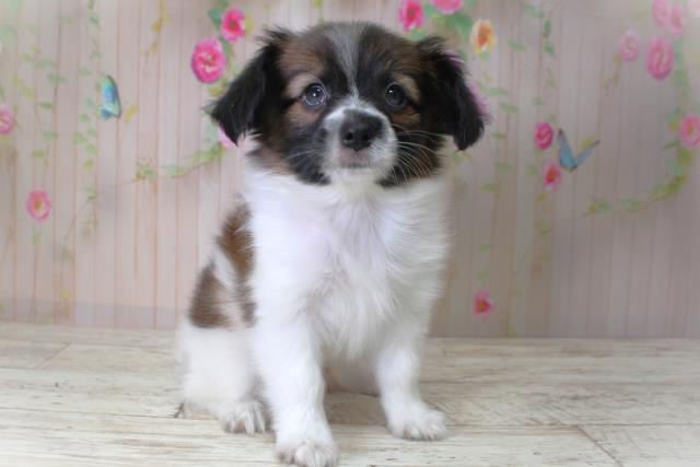 北海道のパピヨン (Coo&RIKU旭川店/2025年5月11日生まれ/男の子/トライカラー)の子犬の3枚目の画像