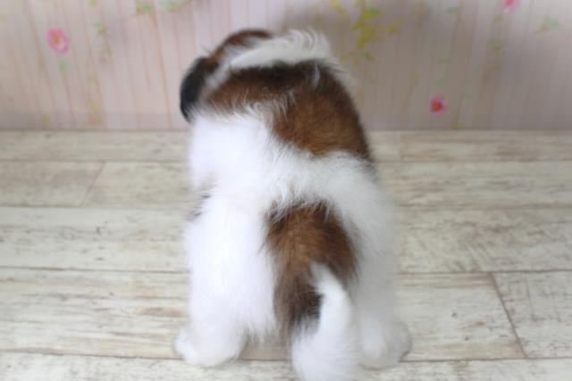 北海道のパピヨン (Coo&RIKU旭川店/2025年5月11日生まれ/男の子/トライカラー)の子犬の4枚目の画像
