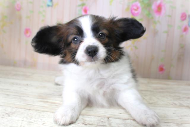 北海道のパピヨン (Coo&RIKU室蘭店/2025年5月11日生まれ/女の子/トライカラー)の子犬の1枚目の画像