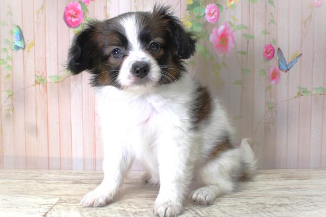 北海道のパピヨン (Coo&RIKU室蘭店/2025年5月11日生まれ/女の子/トライカラー)の子犬の2枚目の画像