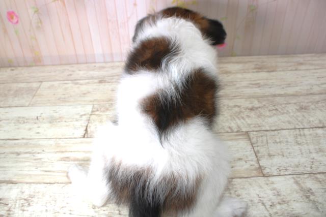 北海道のパピヨン (Coo&RIKU室蘭店/2025年5月11日生まれ/女の子/トライカラー)の子犬の4枚目の画像