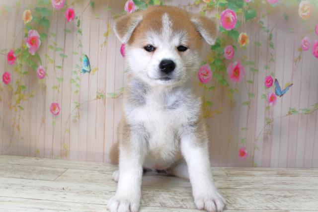 北海道の秋田犬 (Coo&RIKU旭川店/2025年5月6日生まれ/女の子/赤)の子犬の1枚目の画像