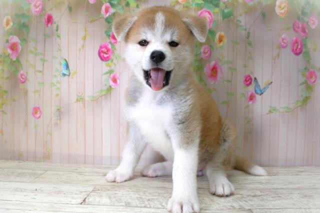 北海道の秋田犬 (Coo&RIKU旭川店/2025年5月6日生まれ/女の子/赤)の子犬の2枚目の画像