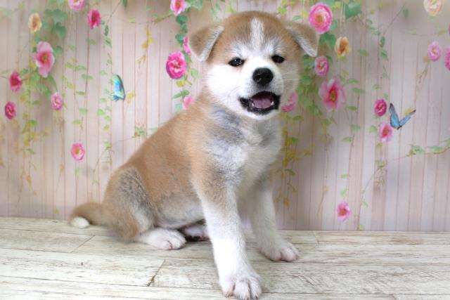北海道の秋田犬 (Coo&RIKU旭川店/2025年5月6日生まれ/女の子/赤)の子犬の3枚目の画像