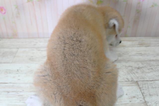 北海道の秋田犬 (Coo&RIKU旭川店/2025年5月6日生まれ/女の子/赤)の子犬の4枚目の画像