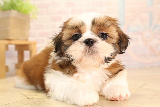 愛知県のシーズー (Coo&RIKU名古屋中川店/2025年5月11日生まれ/女の子/ホワイトゴールド)の子犬の2枚目の画像