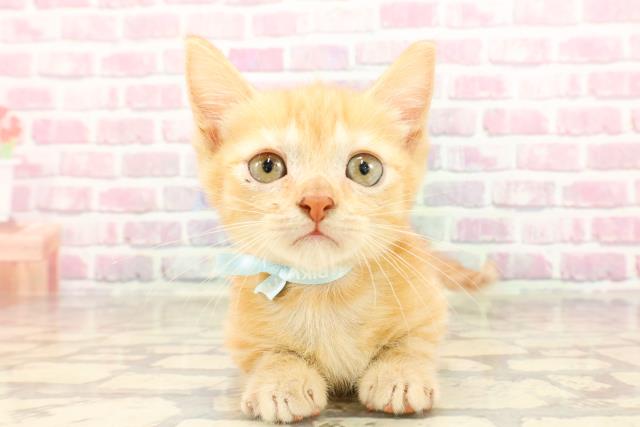 埼玉県のマンチカン (Coo&RIKUアニマルケアセンター大宮/2025年4月23日生まれ/男の子/レッドタビー)の子猫の1枚目の画像