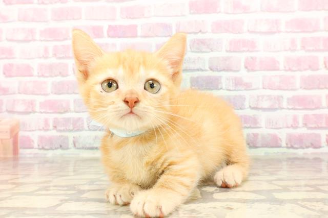 埼玉県のマンチカン (Coo&RIKUアニマルケアセンター大宮/2025年4月23日生まれ/男の子/レッドタビー)の子猫の2枚目の画像