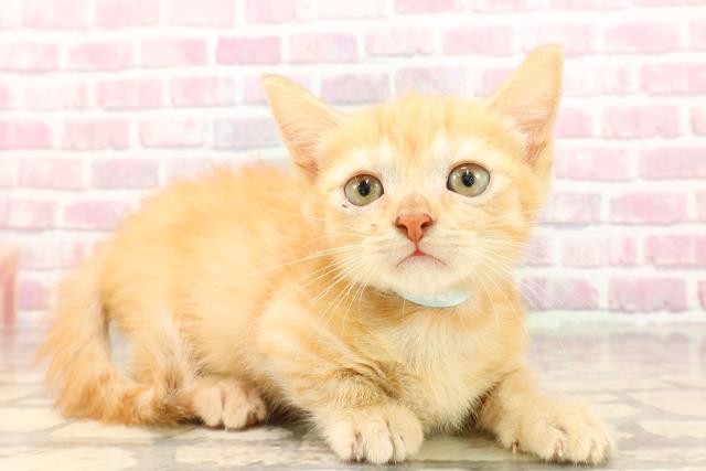 埼玉県のマンチカン (Coo&RIKUアニマルケアセンター大宮/2025年4月23日生まれ/男の子/レッドタビー)の子猫の3枚目の画像