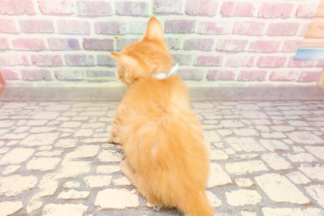 埼玉県のマンチカン (Coo&RIKUアニマルケアセンター大宮/2025年4月23日生まれ/男の子/レッドタビー)の子猫の4枚目の画像