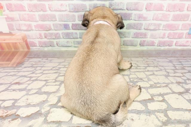 埼玉県のパグ (Coo&RIKU川口戸塚店/2025年5月9日生まれ/女の子/フォーン)の子犬の4枚目の画像