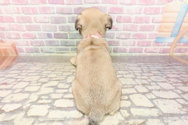 埼玉県のパグ (Coo&RIKUアニマルケアセンター大宮/2025年5月9日生まれ/女の子/フォーン)の子犬の4枚目の画像