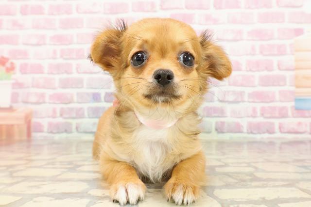 千葉県のチワワ(ロング) (Coo&RIKU若葉都賀店/2025年4月25日生まれ/女の子/レッド)の子犬