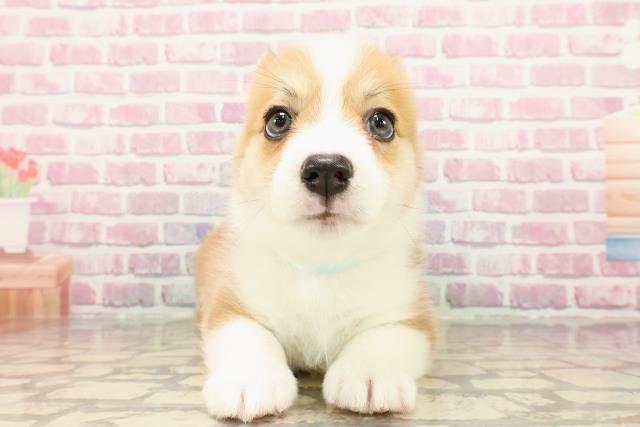 埼玉県のウェルシュコーギーペンブローク (Coo&RIKUアニマルケアセンター大宮/2025年5月11日生まれ/男の子/レッドホワイト)の子犬の1枚目の画像