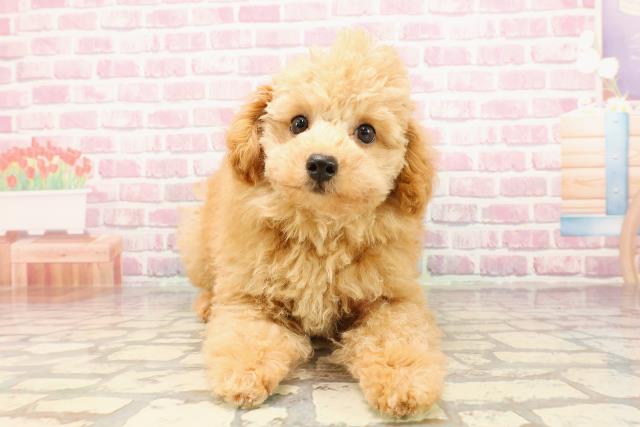 埼玉県のトイプードル(トイ) (Coo&RIKUアニマルケアセンター大宮/2025年4月13日生まれ/男の子/アプリコット)の子犬の1枚目の画像