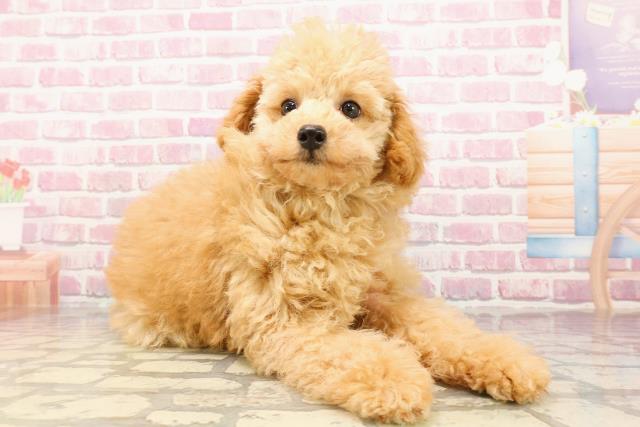 埼玉県のトイプードル(トイ) (Coo&RIKUアニマルケアセンター大宮/2025年4月13日生まれ/男の子/アプリコット)の子犬の3枚目の画像