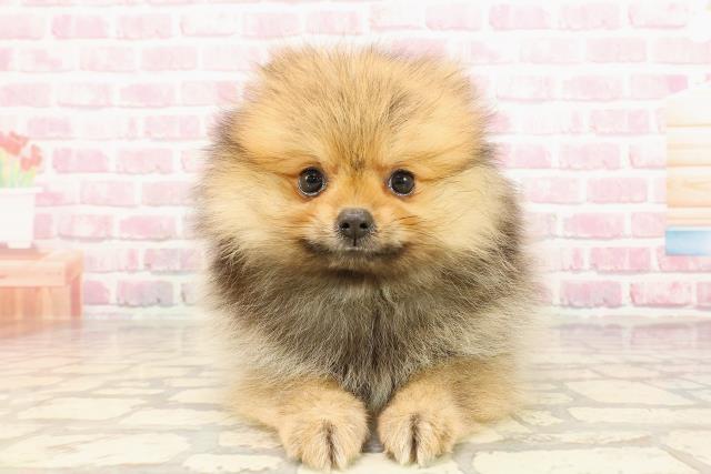 青森県のポメラニアン (Coo&RIKU青森店/2025年4月30日生まれ/男の子/オレンジ)の子犬の1枚目の画像