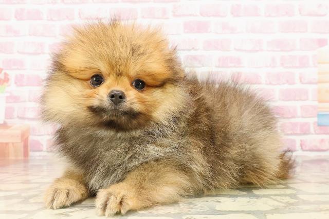 青森県のポメラニアン (Coo&RIKU青森店/2025年4月30日生まれ/男の子/オレンジ)の子犬の2枚目の画像
