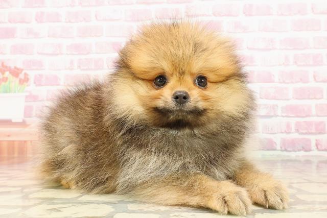 青森県のポメラニアン (Coo&RIKU青森店/2025年4月30日生まれ/男の子/オレンジ)の子犬の3枚目の画像