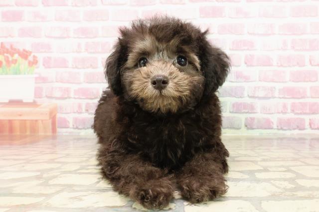 埼玉県のトイプードル(トイ) (Coo&RIKU川口戸塚店/2025年5月1日生まれ/女の子/シルバー)の子犬