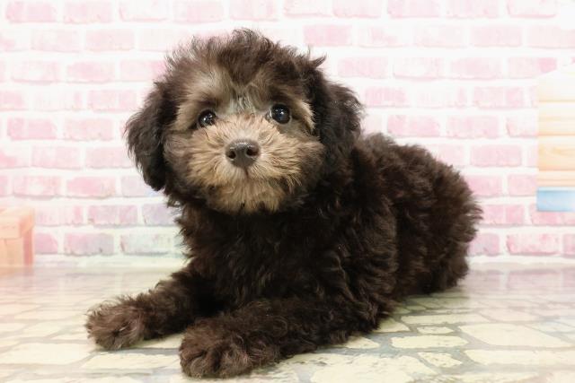 埼玉県のトイプードル(トイ) (Coo&RIKU川口戸塚店/2025年5月1日生まれ/女の子/シルバー)の子犬の2枚目の画像