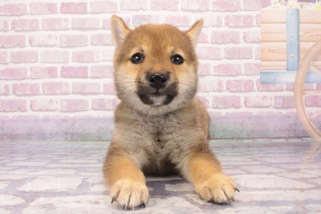 大阪府の豆柴 (Coo&RIKU梅田店/2025年5月4日生まれ/男の子/赤)の子犬の1枚目の画像