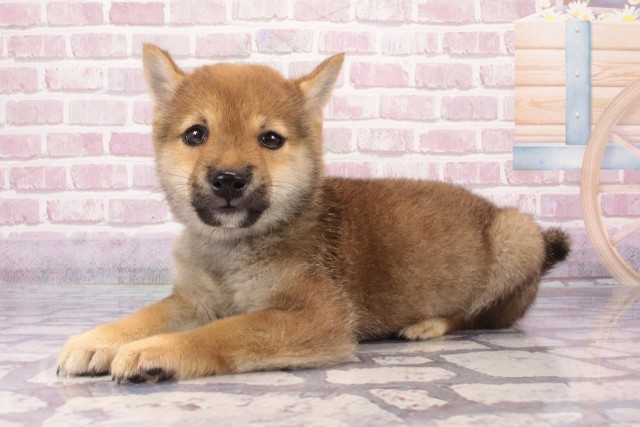 大阪府の豆柴 (Coo&RIKU梅田店/2025年5月4日生まれ/男の子/赤)の子犬の2枚目の画像