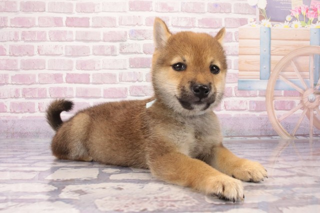 大阪府の豆柴 (Coo&RIKU梅田店/2025年5月4日生まれ/男の子/赤)の子犬の3枚目の画像