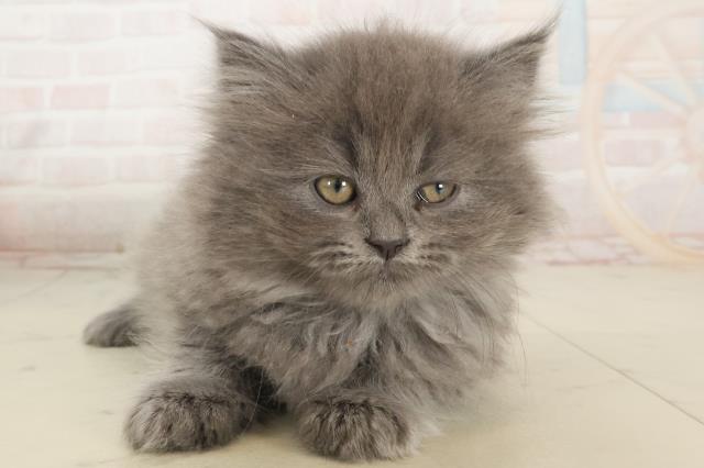 鹿児島県のサイベリアン (Coo&RIKU鹿屋店/2025年5月6日生まれ/女の子/ブルースモークタビー)の子猫