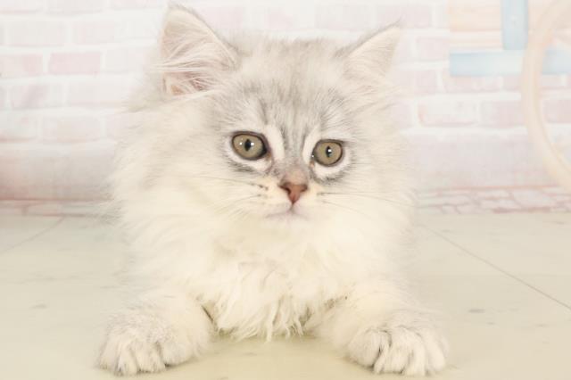 福岡県のサイベリアン (Coo&RIKUフォレストシティ春日店/2025年5月7日生まれ/女の子/シルバータビー)の子猫の1枚目の画像