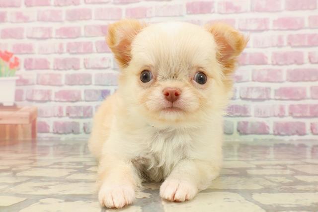 山形県のチワワ(ロング) (Coo&RIKUイオンタウン酒田店/2025年5月11日生まれ/男の子/クリーム)の子犬