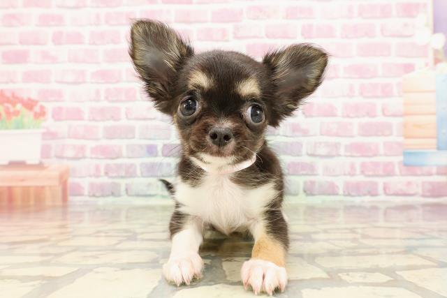 富山県のチワワ(ロング) (Coo&RIKU富山店/2025年5月12日生まれ/女の子/ブラックホワイト)の子犬
