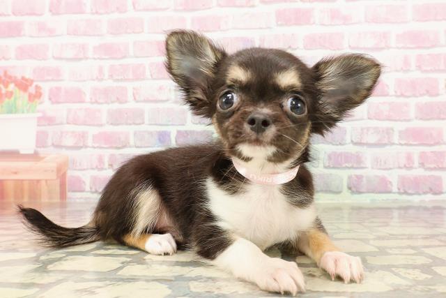 富山県のチワワ(ロング) (Coo&RIKU富山店/2025年5月12日生まれ/女の子/ブラックホワイト)の子犬の3枚目の画像