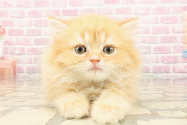 埼玉県のマンチカン (Coo&RIKUアニマルケアセンター大宮/2025年5月8日生まれ/女の子/レッドタビー)の子猫の1枚目の画像