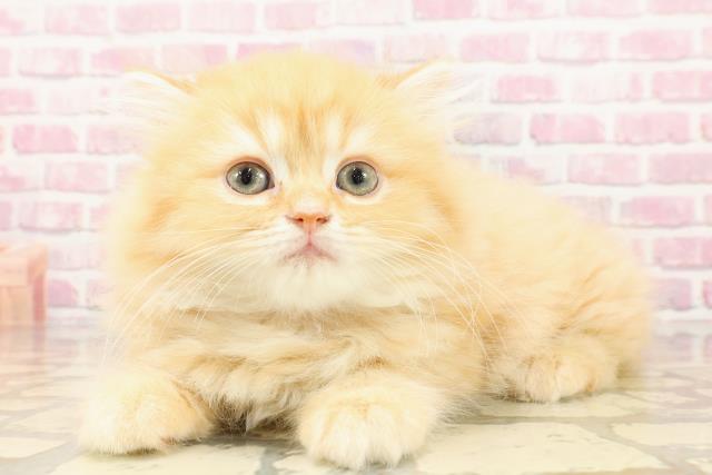 埼玉県のマンチカン (Coo&RIKUアニマルケアセンター大宮/2025年5月8日生まれ/女の子/レッドタビー)の子猫の2枚目の画像