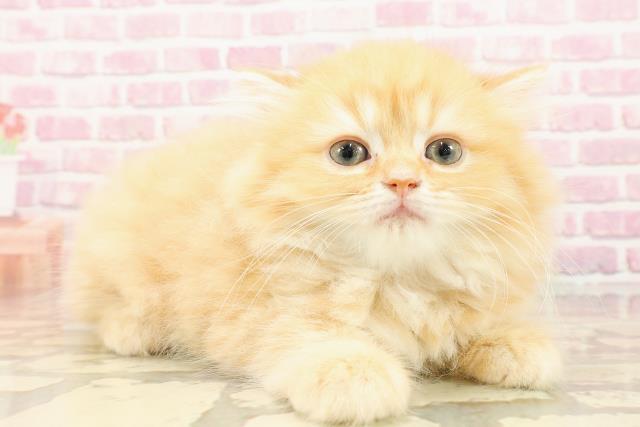 埼玉県のマンチカン (Coo&RIKUアニマルケアセンター大宮/2025年5月8日生まれ/女の子/レッドタビー)の子猫の3枚目の画像