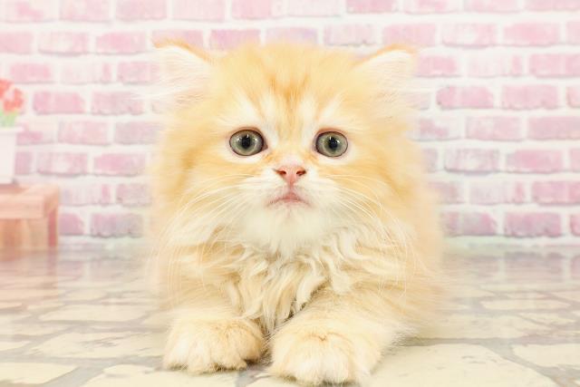埼玉県のマンチカン (Coo&RIKUアニマルケアセンター大宮/2025年5月8日生まれ/女の子/レッドタビー)の子猫の1枚目の画像