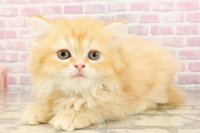 埼玉県のマンチカン (Coo&RIKUアニマルケアセンター大宮/2025年5月8日生まれ/女の子/レッドタビー)の子猫の2枚目の画像