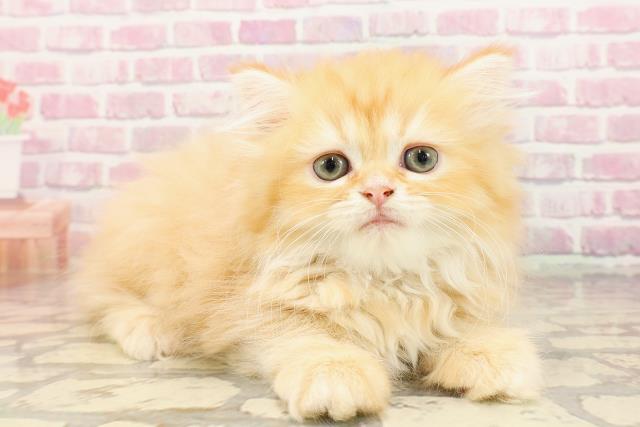 埼玉県のマンチカン (Coo&RIKUアニマルケアセンター大宮/2025年5月8日生まれ/女の子/レッドタビー)の子猫の3枚目の画像