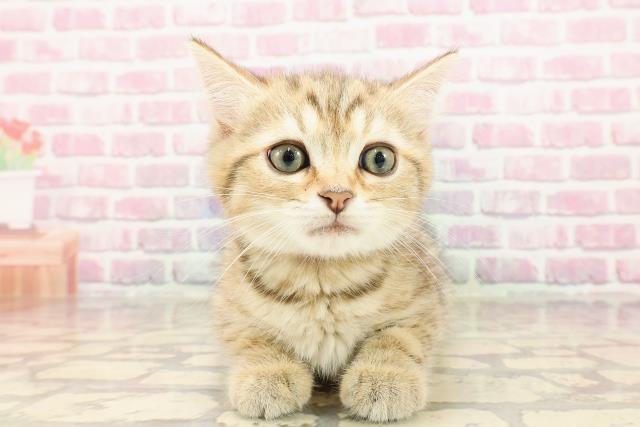 埼玉県のマンチカン (Coo&RIKUアニマルケアセンター大宮/2025年5月8日生まれ/女の子/ブラウンタビー)の子猫の1枚目の画像