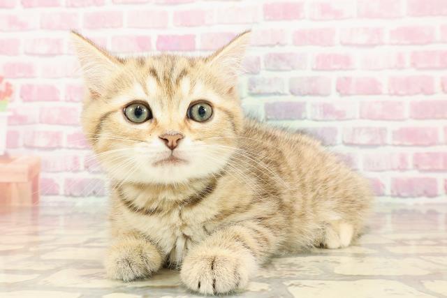 埼玉県のマンチカン (Coo&RIKUアニマルケアセンター大宮/2025年5月8日生まれ/女の子/ブラウンタビー)の子猫の2枚目の画像