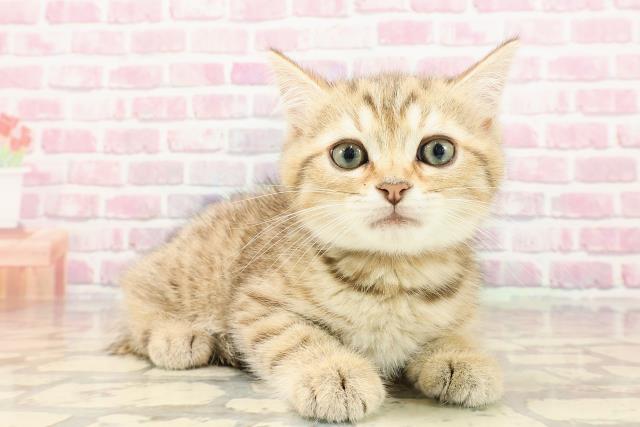 埼玉県のマンチカン (Coo&RIKUアニマルケアセンター大宮/2025年5月8日生まれ/女の子/ブラウンタビー)の子猫の3枚目の画像