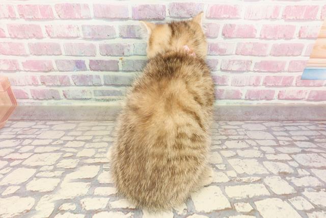 埼玉県のマンチカン (Coo&RIKUアニマルケアセンター大宮/2025年5月8日生まれ/女の子/ブラウンタビー)の子猫の4枚目の画像